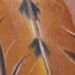 Tattoos - untitled - 28552
